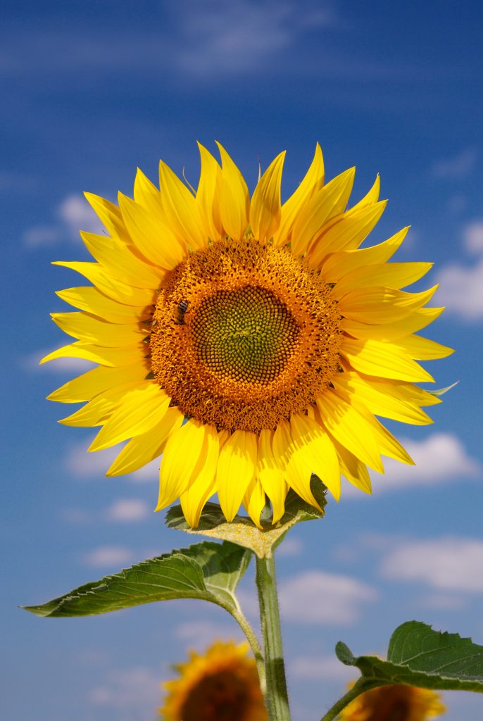 sunflower